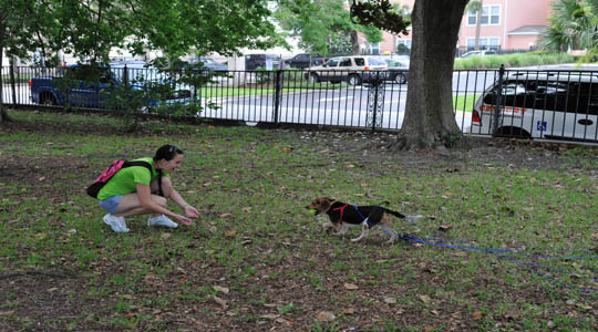 RAP hopes to fetch approval from city on dog park