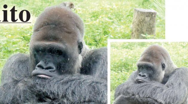 A personal tribute to the Jacksonville Zoo’s iconic silverback gorilla