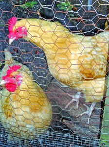 Hens-smaller