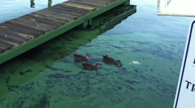 Health official remind residents to avoid “green slime” in rivers