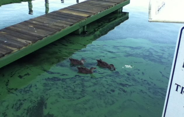 Health official remind residents to avoid “green slime” in rivers