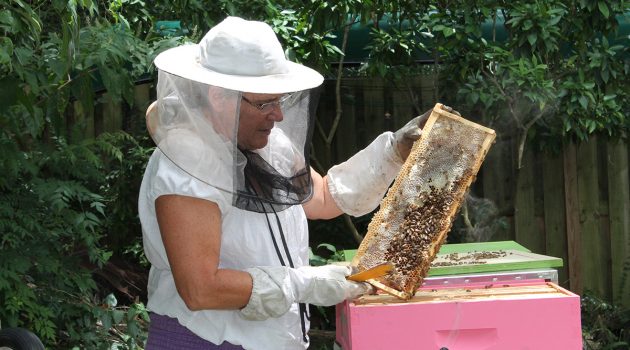 Backyard beekeeper keeps neighborhood healthy