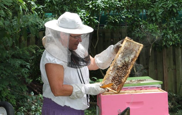Backyard beekeeper keeps neighborhood healthy