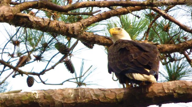 Bald eagle fledglings take flight in Ortega