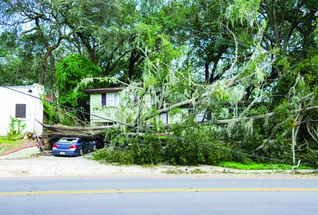 Along St. Johns Avenue, a fallen tree crushed car, trapped anohter vehicle for over a week
