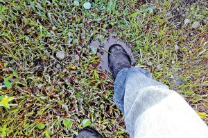 David Robison’s boot sinks deep in the soggy grass behind his house due to a faulty drainage system installed at San Jose Estates.