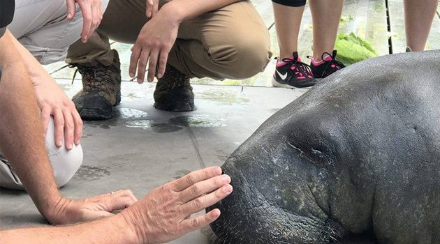 Manatee improving at zoo critical care center