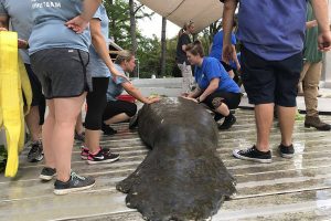 Miller the manatee receives a lot of attention during his check-ups at the Jacksonville Zoo’s Manatee Critical Care Center. (Photo by Kay Ellen Gilmour)