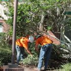 Taylor Tree Services workers remove a ground wasps’ nest.