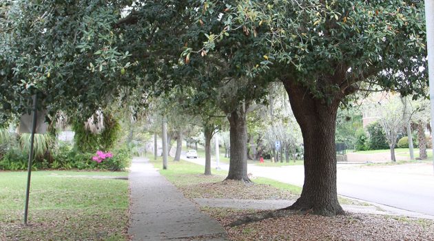 City Council passes appropriation bill to begin tree planting project in historic district