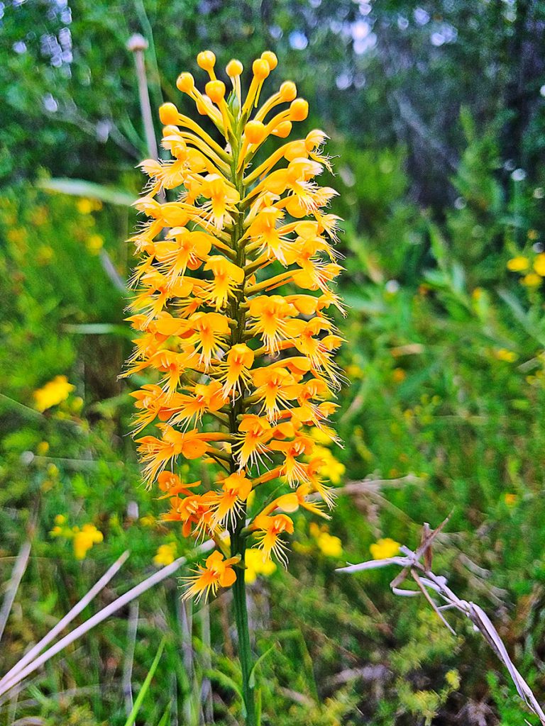 Chapman's Fringed Orchid