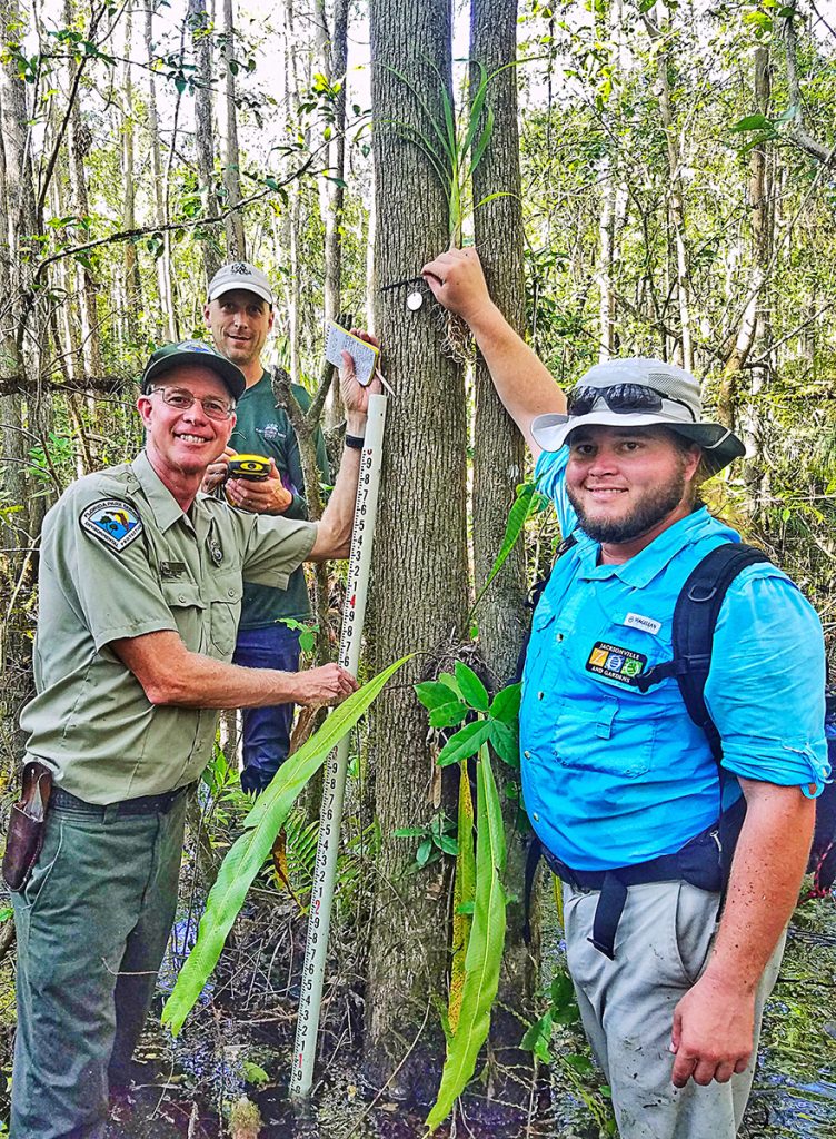 Houston Snead, Georgia Horticulturist Matt Richards, and Florida State Park Biologist Mike Owen recording data on Cigar Orchid seedlings in a South Florida swamp