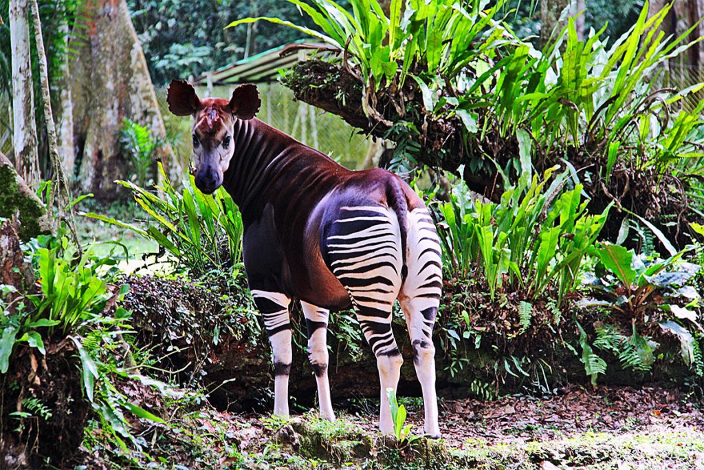 Okapi at Epulu Station in Okapi Wildlife Reserve