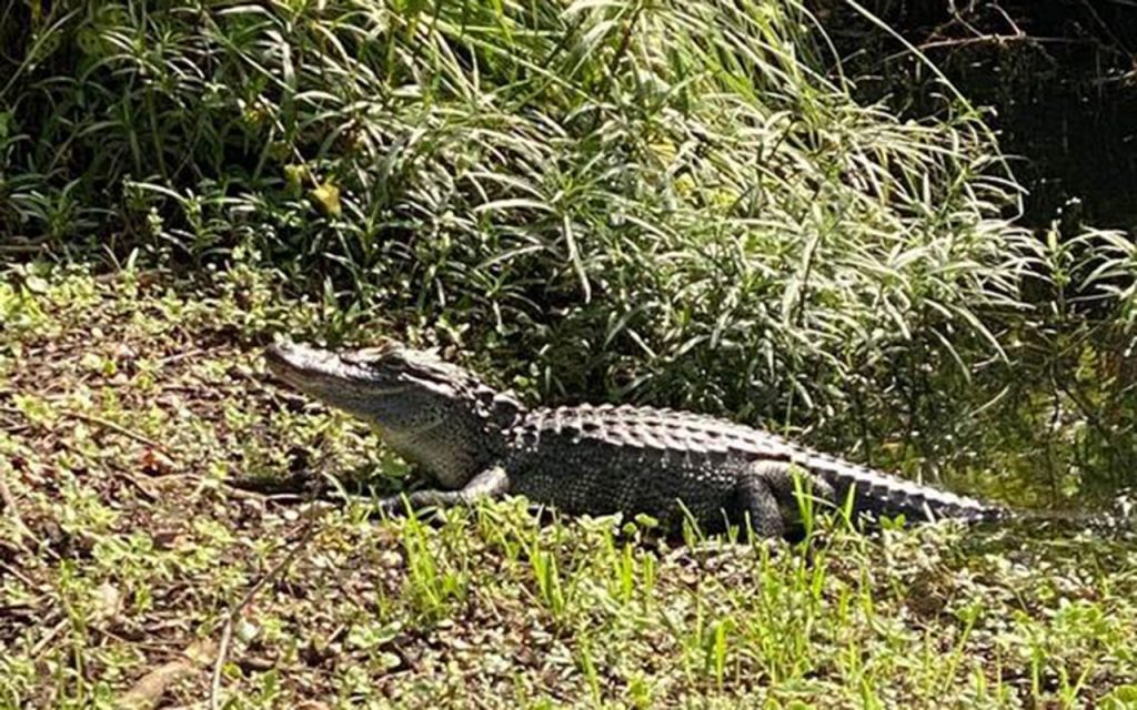 An alligator has been seen to hang out near the sidewalk near the corner of Old San Jose Boulevard and Alhambra Drive North.