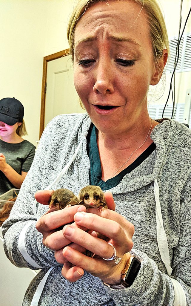 Dr. Meredith Persky holds two infant Eastern Pygmy Possums during a trip to Australia