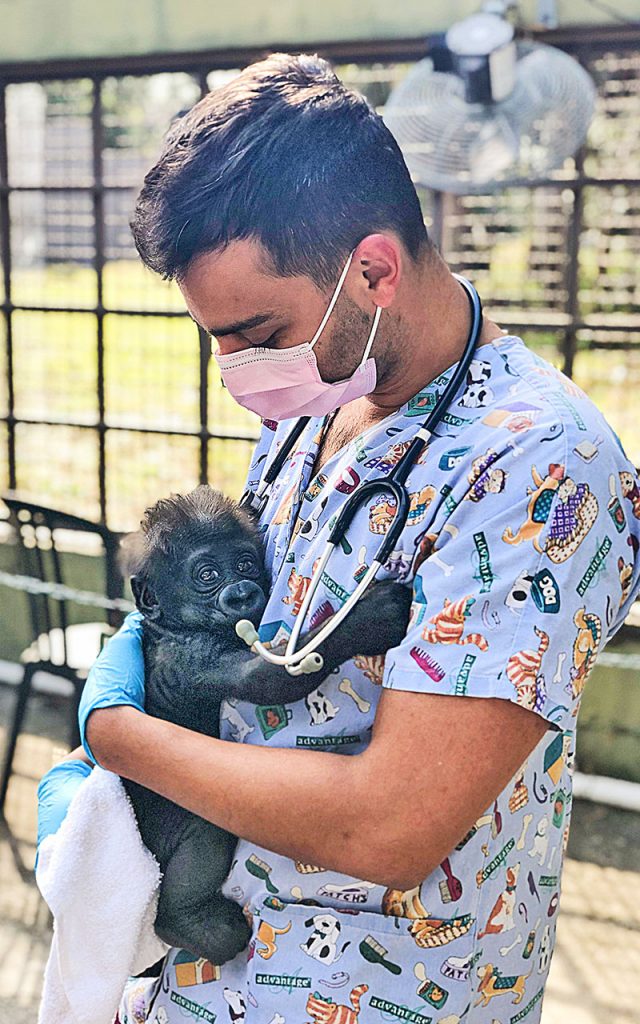 Dr. Yousef Jafarey performs a neonatal exam on a baby gorilla