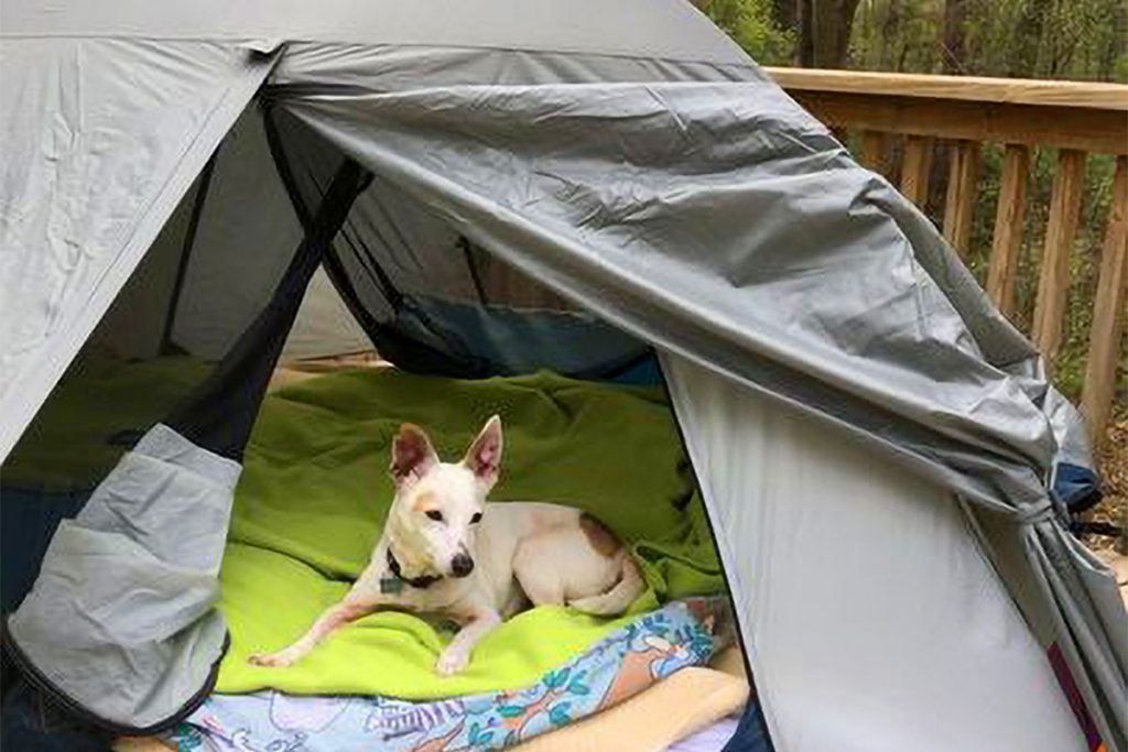 Truman loves going everywhere - camping! - with Madonia.