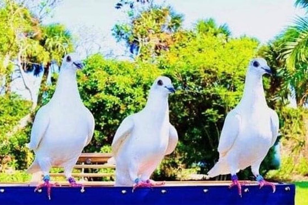 The Pirrones’ white homing pigeons with leg bands clearly visible.