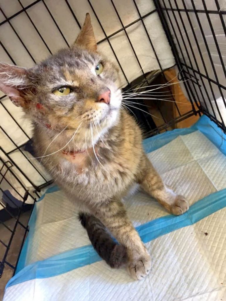 Stray cat attacked by a dog, rescued by Kellie Turner.
