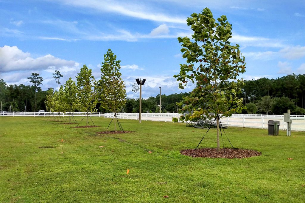 Sycamore trees planted by Greenscape at Equestrian Center