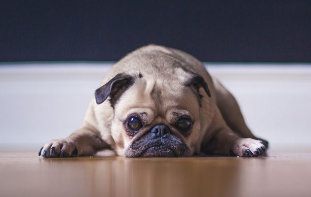 Animal House: Pets & Separation Anxiety - The Resident Community News  Group, Inc. | The Resident Community News Group, Inc.