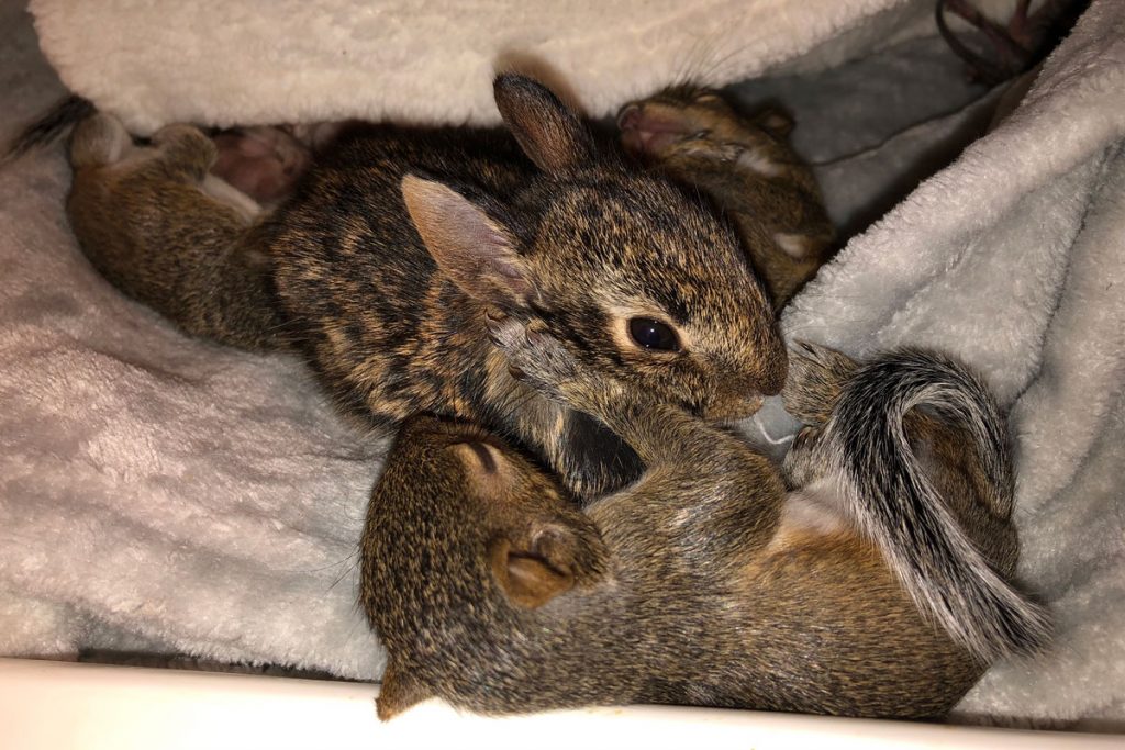 orphan squirrel & rabbit