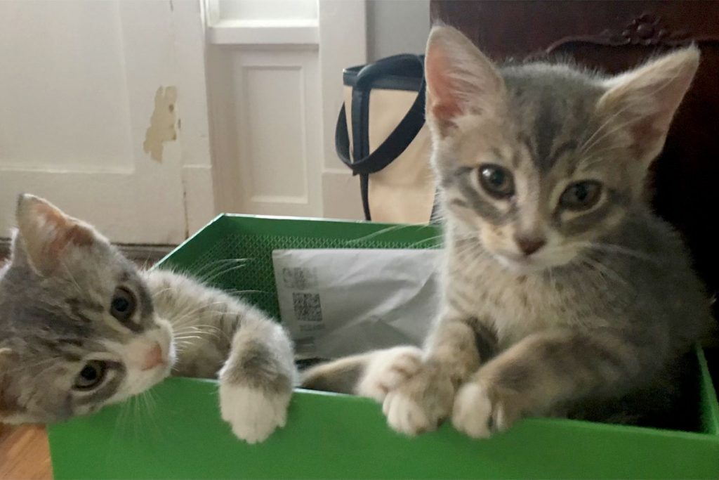 two kittens in green box