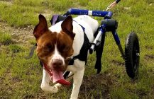 Animal House: Disabled & Special Needs Pets Can Be Perfect Companions