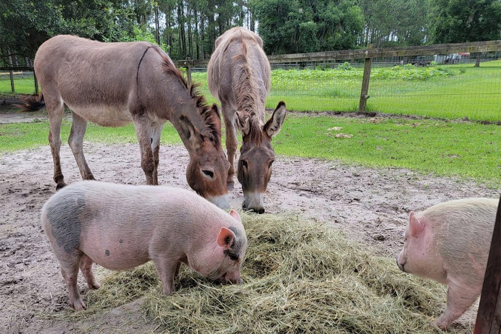 Donkeys & the pigs