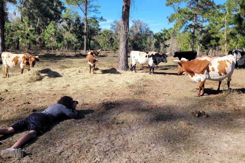 Local artist David Nackashi photographs the Florida Cracker cows on Lisa Harmon’s farm to use as models for his Cowford murals
