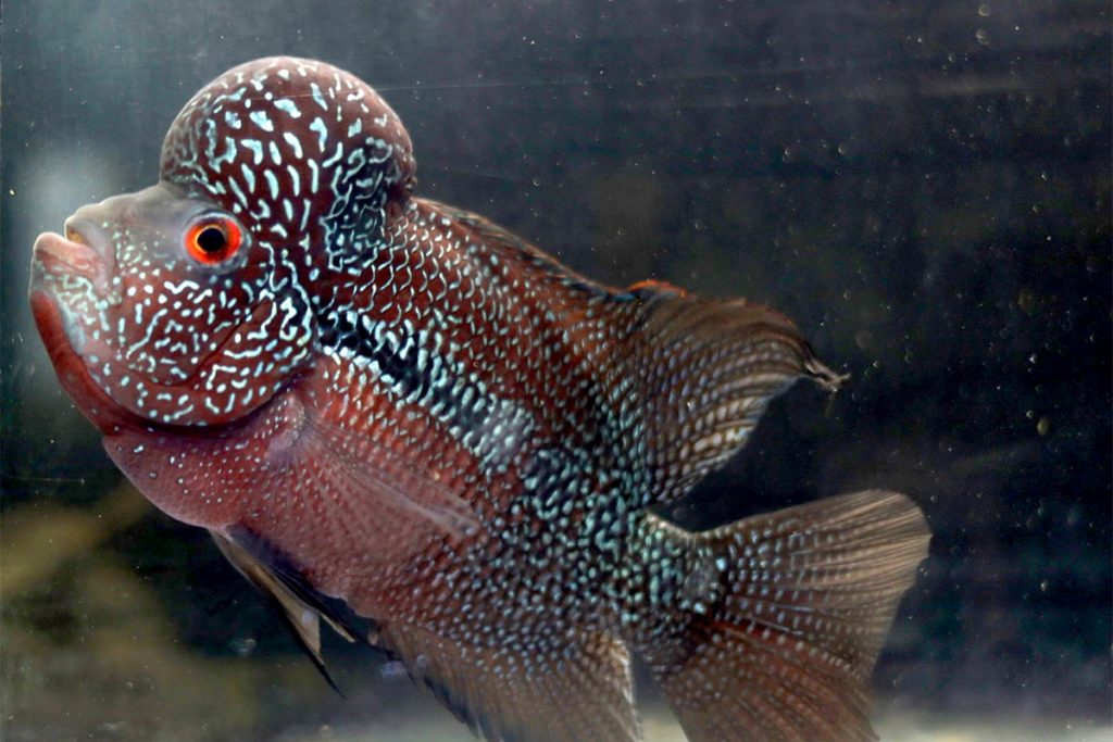 Oddball fish, African Peacock