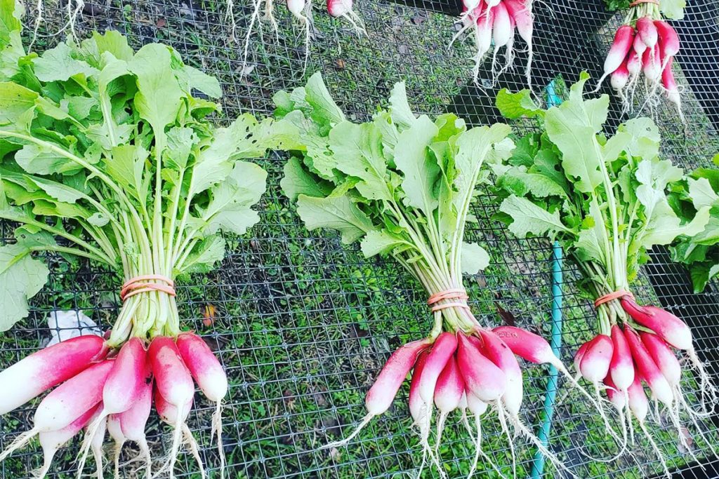 Bundles of radishes | Picture Credit - Down to Earth Farm