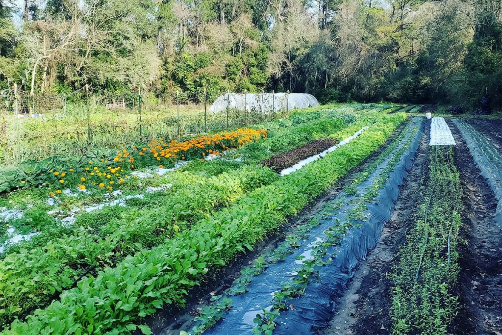 Down to Earth Farm | Picture Credit - Down to Earth Farm