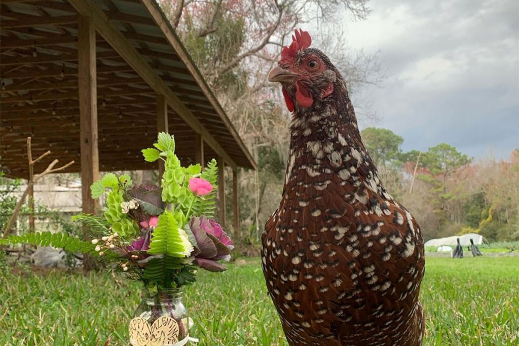 Henrietta the chicken posing with a DTE Valentine’s Day floral arrangement | Picture Credit - Down to Earth Farm