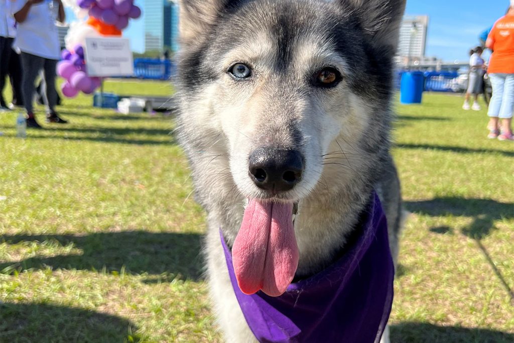 dog with purple bandana