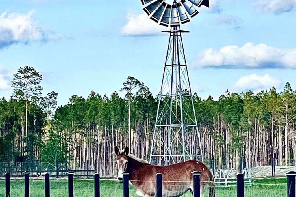 mule with windmill in background