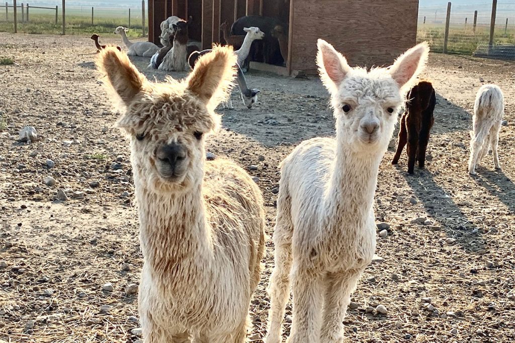 Two new alpaca friends from Harvest Host’s Heart and Soul Alpacas in Whitehall, Montana.