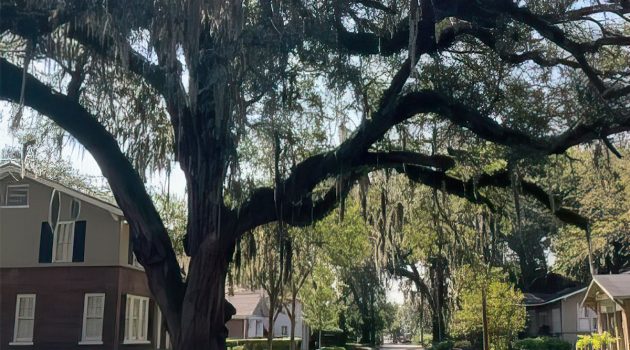 Our Crowning Jewel: The Riverside-Avondale tree canopy provides more than shade