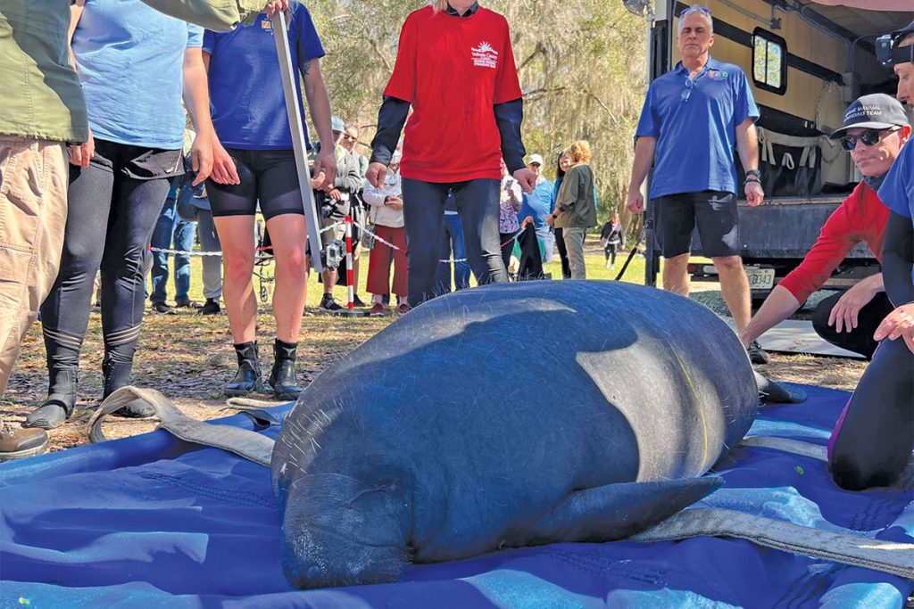 Asha is prepped for release as Craig Miller, far right, looks on. Her previous skin loss on her right side became an identifiable marker in the wild. | Photo/FWC-FWRI