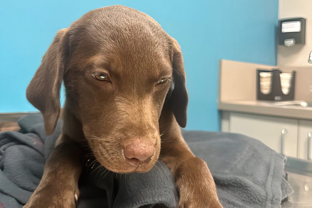 Cooper, severely infested with parasites, died on day six.