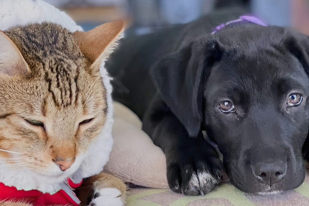 Rescue cat Jag with Grace