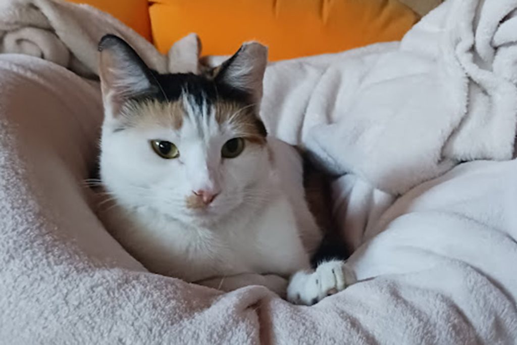 Petunia