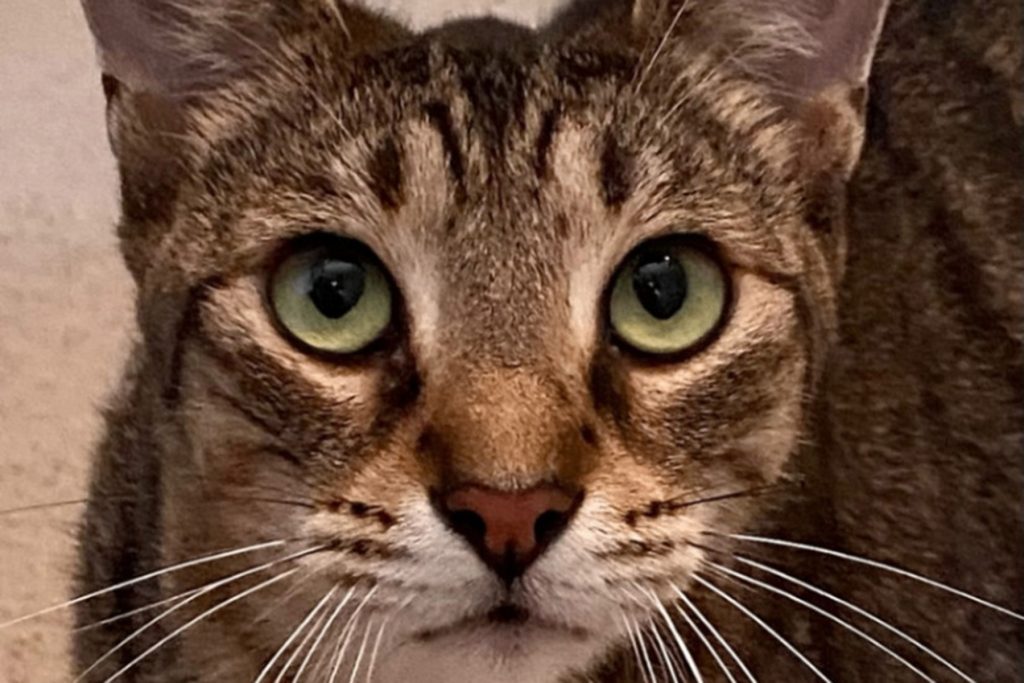 Oliver