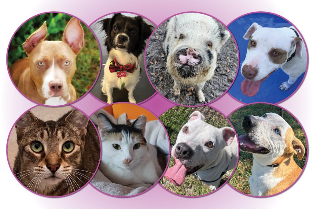 images of several animals (dogs, cats, pig)