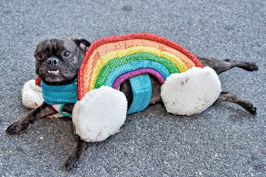 Rainbow pup in Vendor Village