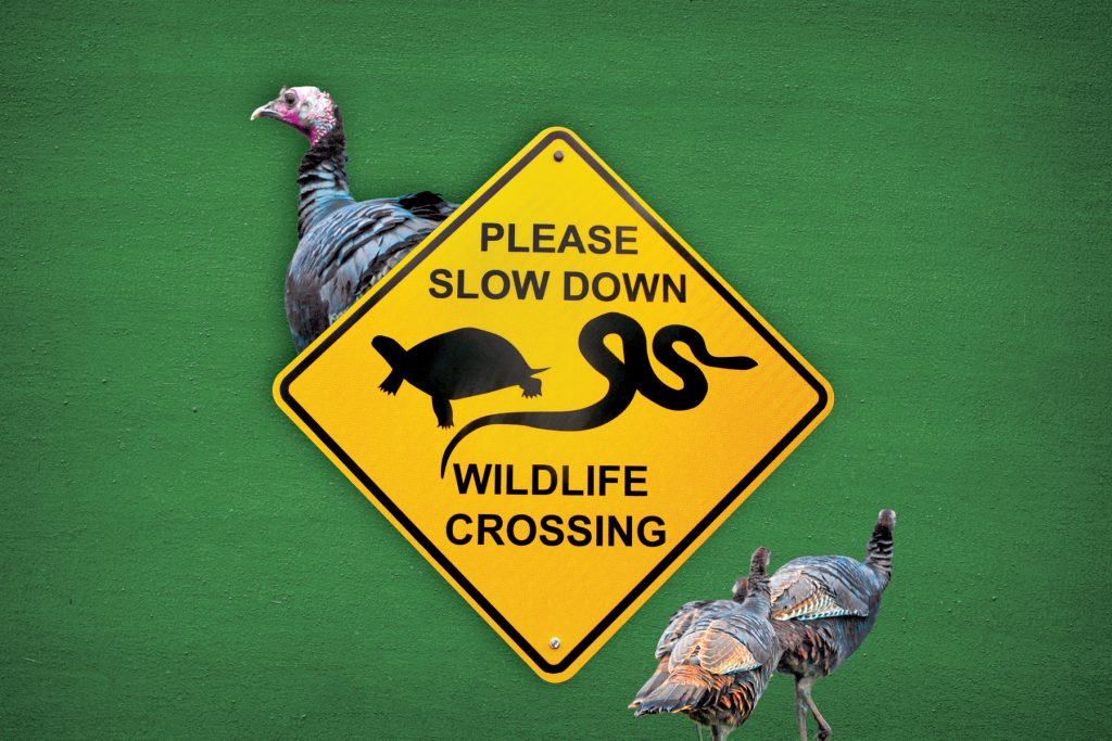 graphic of turkeys and a yellow sign that says "PLEASE SLOW DOWN WILDLIFE CROSSING"