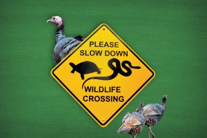 graphic of turkeys and a yellow sign that says "PLEASE SLOW DOWN WILDLIFE CROSSING"