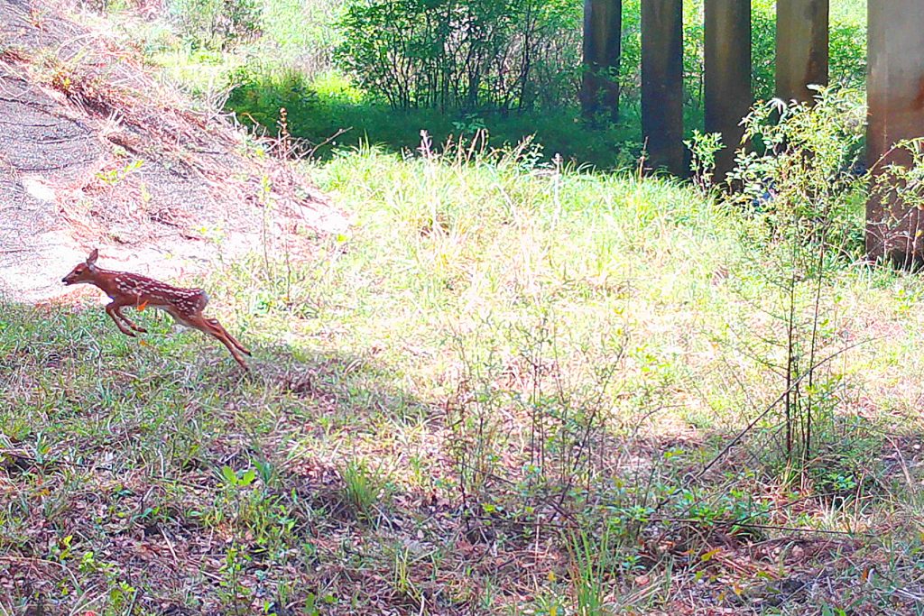 A fawn safely travels through wildlife crossing.