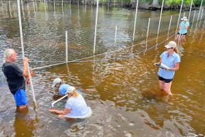 Doug Smith, Soraya Aidinejad, Abby O’Neill, Lisa Rinaman and Olivia Warren work to examine and record information on the submerged aquatic vegetation at one of 14 sites included in the project.
