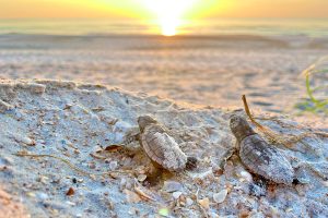 Newly hatched Loggerheads